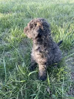Sylvan *EASTER SPECIAL* reduced price, a male Poodle - Miniature  for sale in Stuart, VA – Photo 4 of 6