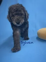 Sylvan, a male Poodle - Miniature  for sale in Stuart, VA – Photo 1 of 2