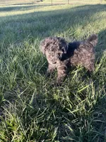 Sylvan *EASTER SPECIAL* reduced price, a male Poodle - Miniature  for sale in Stuart, VA – Photo 5 of 6