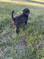 Sylvan *EASTER SPECIAL* reduced price, a male Poodle - Miniature  for sale in Stuart, VA – Photo 6 of 6