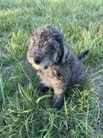 Sylvan *EASTER SPECIAL* reduced price, a male Poodle - Miniature  for sale in Stuart, VA – Photo 3 of 6