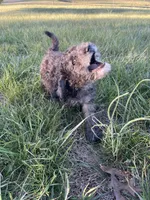 Sylvan *EASTER SPECIAL* reduced price, a male Poodle - Miniature  for sale in Stuart, VA – Photo 2 of 6