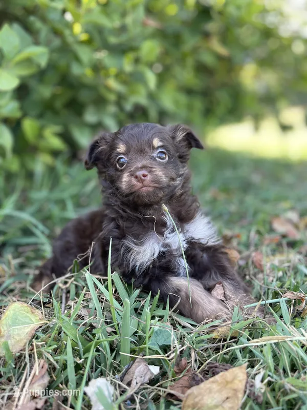 Pomapoo *Violet* – Pomapoo puppy on hold in Stuart, VA