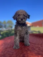 Rylee, a female Poodle - Miniature  for sale in Stuart, VA – 2 of 4