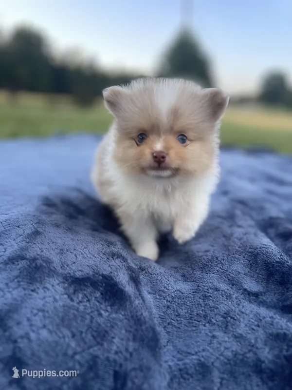 AKC “Chip” – Pomeranian puppy on hold in Stuart, VA