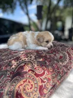 Pomapoo *Marigold*, a female Pomeranian and Poodle - Toy  for sale in Stuart, VA – 6 of 6