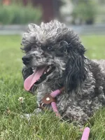 Monty, a male Poodle - Toy  for sale in Stuart, VA – Photo 2 of 3