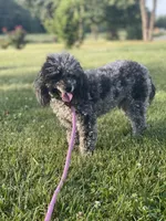 Monty, a male Poodle - Toy  for sale in Stuart, VA – Photo 3 of 3