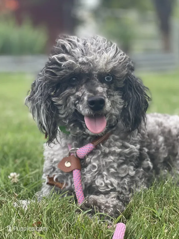 Monty – Poodle - Toy  puppy for sale in Stuart, VA