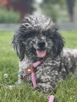 Monty, a male Poodle - Toy  for sale in Stuart, VA – Photo 1 of 3