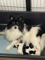 Lyra, a female Pomeranian and Poodle - Toy  for sale in Stuart, VA – 3 of 3