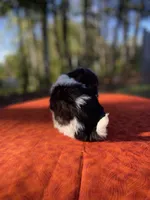 Sage, a male Pomeranian and Poodle - Toy  for sale in Stuart, VA – 3 of 4