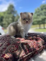 AKC “Chip”, a male Pomeranian for sale in Stuart, VA – 5 of 6