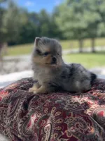 AKC “Tuffy”, a male Pomeranian for sale in Stuart, VA – 3 of 5