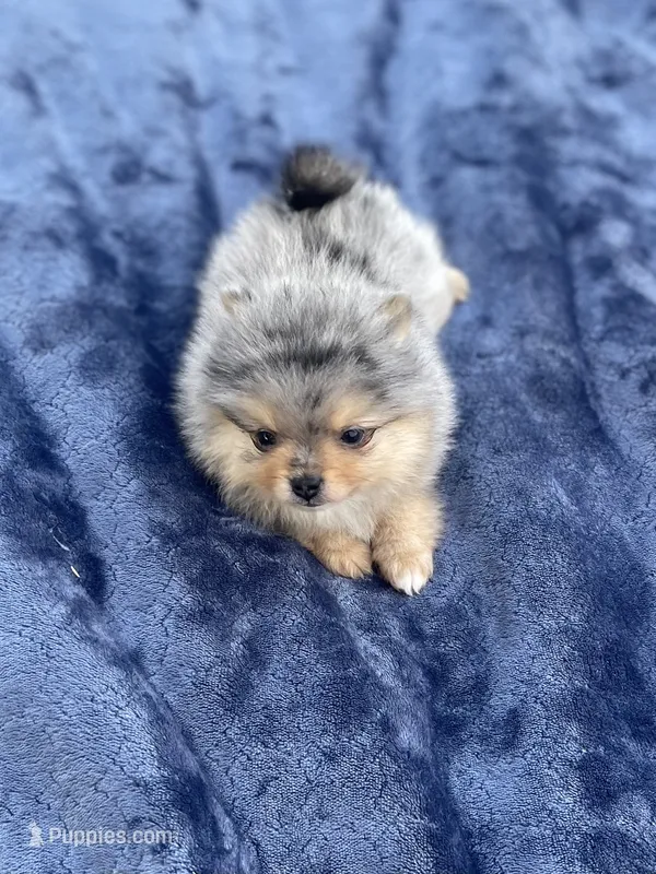 AKC “Tuffy” – Pomeranian puppy for sale in Stuart, VA