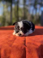 Violet, a female Pomeranian and Poodle - Toy  for sale in Stuart, VA – 2 of 5