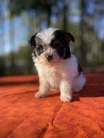 Lyra, a female Pomeranian and Poodle - Toy  for sale in Stuart, VA – 1 of 3