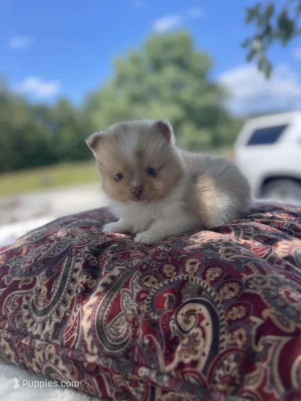 AKC “Chip” – Pomeranian puppy for sale in Stuart, VA
