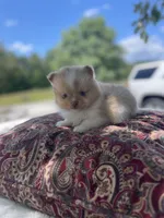 AKC “Chip”, a male Pomeranian for sale in Stuart, VA – 1 of 6