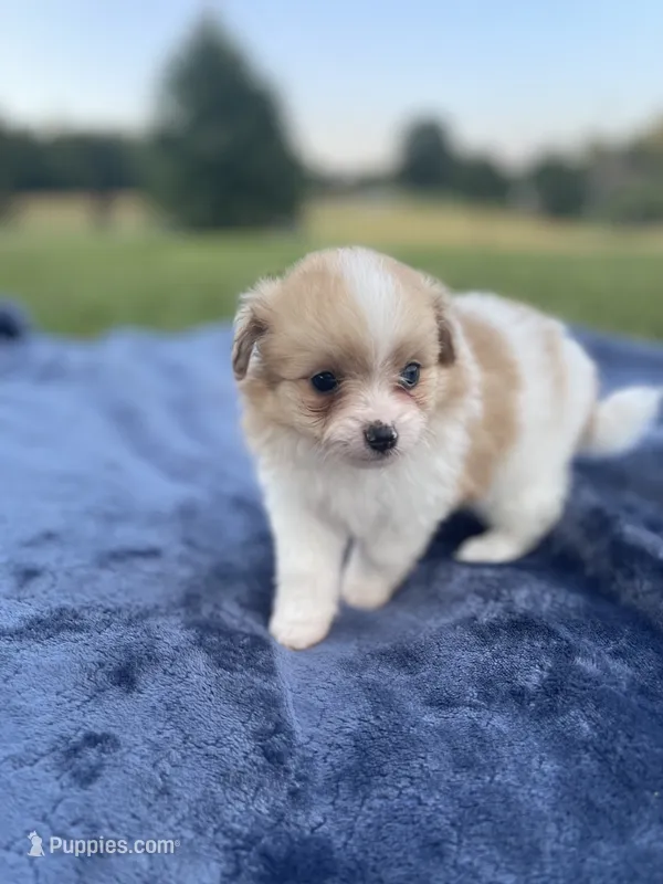 Pomapoo *Marigold* – Pomapoo puppy for sale in Stuart, VA