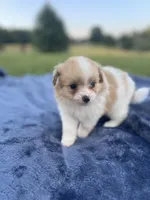 Pomapoo *Marigold*, a female Pomapoo for sale in Stuart, VA – 1 of 5
