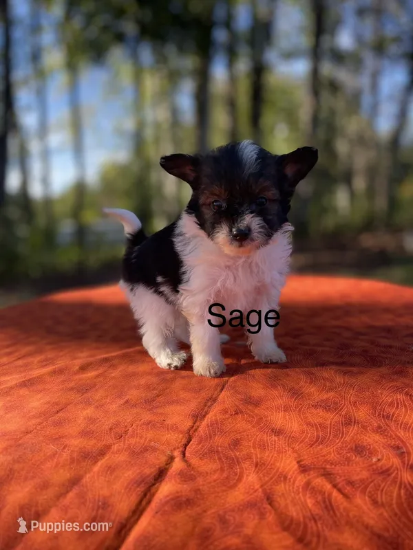 Sage – Pomeranian, Poodle - Toy  puppy for sale in Stuart, VA
