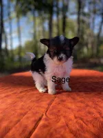 Sage, a male Pomeranian and Poodle - Toy  for sale in Stuart, VA – 1 of 4