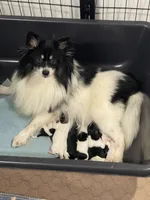 Sable , a female Pomeranian and Poodle - Toy  for sale in Stuart, VA – 4 of 4