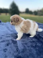 Pomapoo *Marigold*, a female Pomapoo for sale in Stuart, VA – 3 of 5