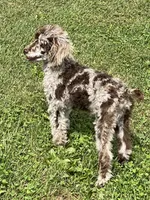 Rylee, a female Poodle - Miniature  for sale in Stuart, VA – 3 of 4