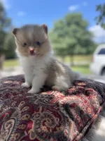 AKC “Chip”, a male Pomeranian for sale in Stuart, VA – 2 of 6