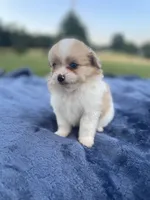 Pomapoo *Marigold*, a female Pomapoo for sale in Stuart, VA – 2 of 5