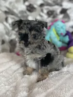 Typo, a male Pomapoo for sale in Stuart, VA – Photo 3 of 7