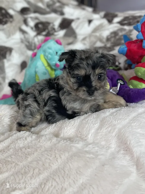 Typo – Pomapoo puppy for sale in Stuart, VA