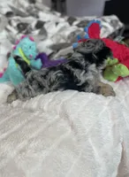 Typo, a male Pomapoo for sale in Stuart, VA – Photo 5 of 7