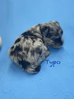 Typo, a male Pomapoo for sale in Stuart, VA – Photo 2 of 2