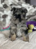 Typo, a male Pomapoo for sale in Stuart, VA – Photo 4 of 7