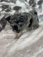 Typo, a male Pomapoo for sale in Stuart, VA – Photo 2 of 7