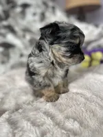 Typo, a male Pomapoo for sale in Stuart, VA – Photo 7 of 7