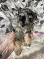 Typo, a male Pomapoo for sale in Stuart, VA – Photo 6 of 7