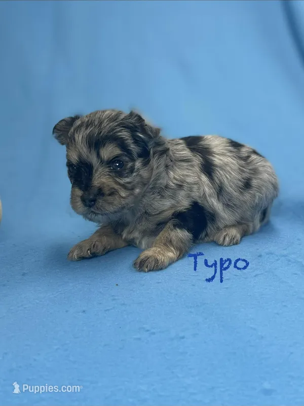 Typo – Pomapoo puppy for sale in Stuart, VA