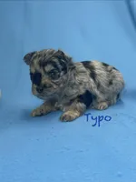 Typo, a male Pomapoo for sale in Stuart, VA – Photo 1 of 2