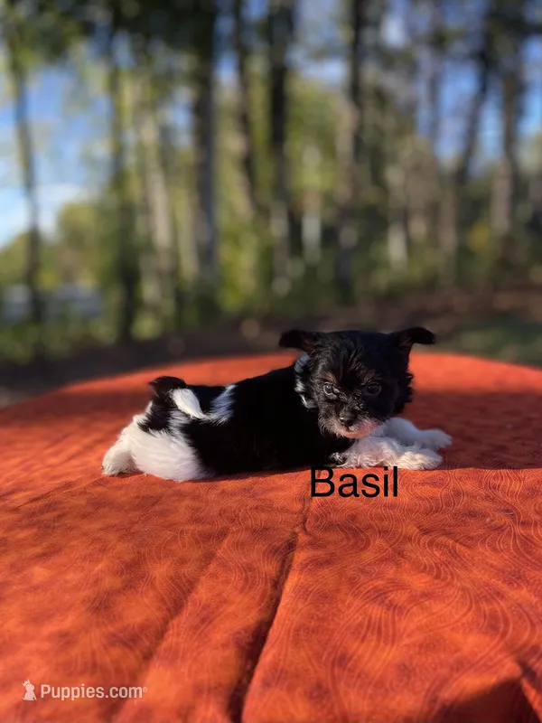 Basil – Pomeranian, Poodle - Toy  puppy for sale in Stuart, VA
