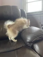 AKC Maverick Easter weekend special, a male Pomeranian for sale in Stuart, VA – Photo 6 of 6