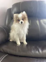 AKC Maverick Easter weekend special, a male Pomeranian for sale in Stuart, VA – Photo 1 of 6