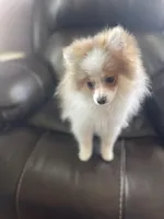 AKC Maverick Easter weekend special, a male Pomeranian for sale in Stuart, VA – Photo 3 of 6