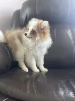 AKC Maverick Easter weekend special, a male Pomeranian for sale in Stuart, VA – Photo 4 of 6