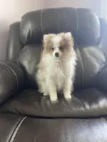 AKC Maverick Easter weekend special, a male Pomeranian for sale in Stuart, VA – Photo 2 of 6