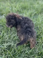 Tannin *EASTER SPECIAL* reduced price, a male Poodle - Miniature  for sale in Stuart, VA – Photo 3 of 10