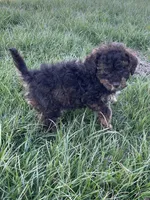 Tannin *EASTER SPECIAL* reduced price, a male Poodle - Miniature  for sale in Stuart, VA – Photo 7 of 10